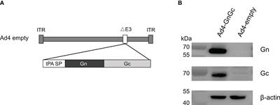 Single-dose of a replication-competent adenovirus-vectored vaccine provides sterilizing protection against Rift Valley fever virus challenge